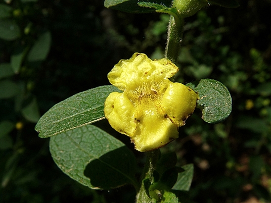 {Dasistoma macrophyllum}